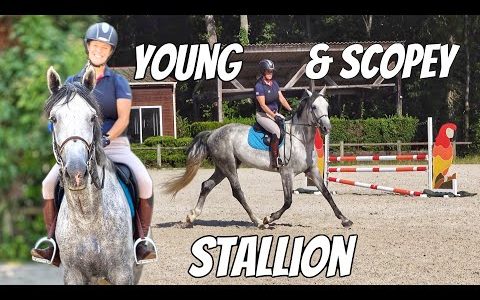 JUMPING A YOUNG & SCOPEY STALLION | Global Amateur Tour